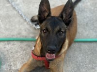 Belçika Kurdu Mermi Gibi