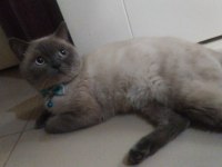 2 yaşında british shorthair blue point kısır