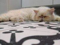 Saf kan sıfır burun persian