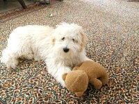 6 Aylık dişi maltipoo