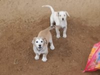 Köpeklere ACİL Yuva aranıyor