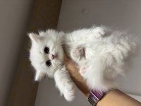 British longhair kedimiz