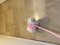 Pomeranian 5 Aylık Aşıları Herşeyi Tam