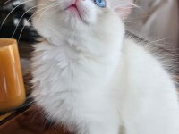 Şecereli Anne ve Babadan Bicolor Ragdoll Yavrularımız