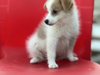 Pomeranian spitz eğitimli aşıları tam acil