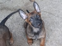 Safkan Malinois yavruları dik kulak Orjinal