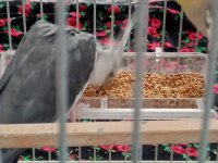 Komple eş sultan papağanı