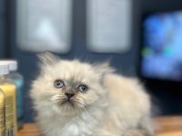 Sevecen scottish fold kediler