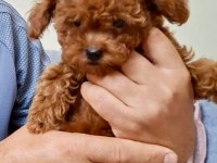 2 Aylık Toy Poodle