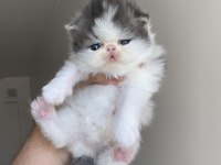 Safkan dünya güzeli exotic shorthair bebek