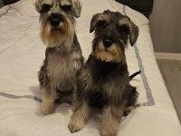 MİNYATÜR SCHNAUZER KÖPEĞİ