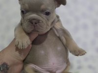 New Shade Isabella Tan French Bulldog