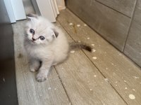 Scottish Fold Longhair Yavru Kediler