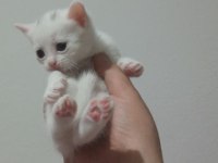 British Shorthair Bebekler - Erkek ve Dişi
