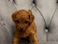 POODLE İÇİN BİRDE BİZE DANIŞIN