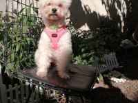 Toy poodle orjinal beyaz