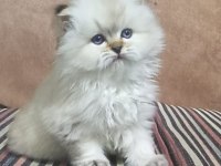 Güzel bebeğimiz british longhair