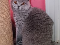 British shorthair sahibinden erkekler