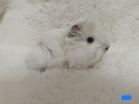 Guinea Pig Bebeklerimiz