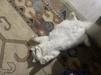 5 aylık dişi british longhair