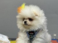 Pomeranian Boo Yavruları