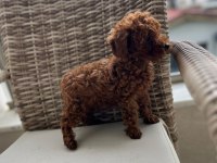 Poodle yavrularımız teslime hazır