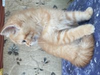 British kedim longhair