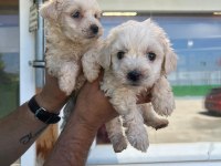 Maltipoo Adrese Teslim, Kapıda Ödeme Yapabilirsiniz