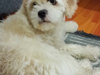 Köpeğimiz ücretsiz yer antalya