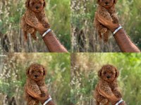 Yavru köpeğimiz toy poodle