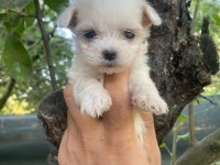 MALTESE TERRİER YAVRULAR
