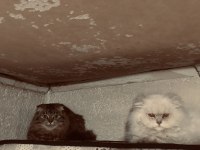 British longhair erkek