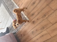 9 Aylık Maltipoo Dişi