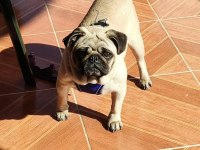 1 yaşında Aşıları Tam Pug