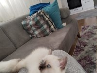 A kalite garantili british shorthair yavrularım