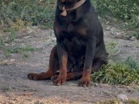 Alman dişi 50 günlük rottweiler