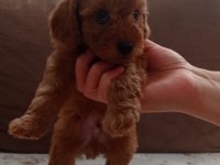 Toy poodle yavru köpeklerimiz