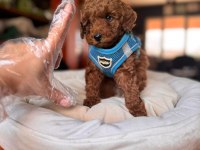 Safkan Poodle Yavru Köpekler