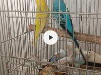 Yavrulu Muhabbet Kuşu