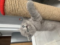 Yavru british longhair