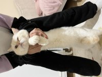 Çok sakin ve asla koku bırakmaz asla british shorthair