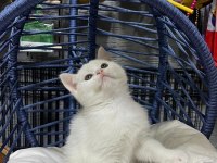 British shorthair kar beyaz mavi gözlü yavru