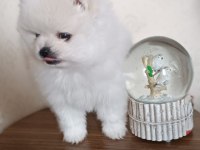 Pomeranian dişi bebekler