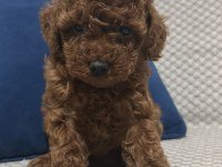 KORE RED BROWN TOY POODLE YAVRULAR