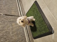 1 Yaşında Dişi Toy Poodle