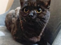 YORK CHOCOLATE IRKI KEDİMİZ