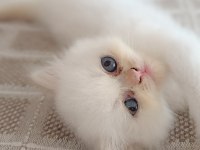 Pamuk iran kedisi kız