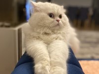 Chinchilla Kedim İçin Dişi Prenses Bulmak İçin