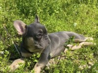 Blue And Tan French Bulldog Choco, Isabella, Fluffy Carrier
