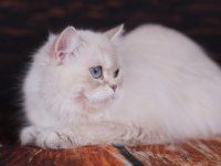 British Longhair Dişi